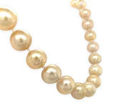 14k Yellow Gold Golden South Sea Pearl 9-10mm Strand Necklace 18.5" (#J7031)