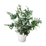 Bloom Botanica by Georg Jensen Stainless Steel Flower Pot Medium Modern - NOS