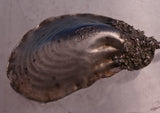 Narragansett Gorham Sterling Silver Almond Dish Spoon 2pc Oyster Aesthetic 8782