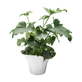 Bloom Botanica by Georg Jensen Stainless Steel Flower Pot Large Modern - Vtg NOS