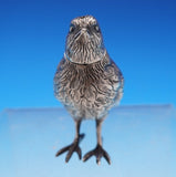 German .800 Silver Pepper Shaker in Bird Form Sparrow 3-D Hand Chased (#9005)