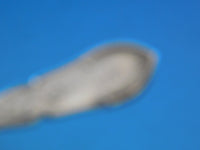 Dew Drop by Shiebler Sterling Silver Master Salt Spoon 3 3/4" Circa 1860 Antique