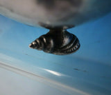 Buccellati Sterling Silver Shell Dish on Conch Shell Feet 7.27 ozt. (#5009)