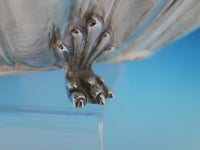 Windsor by Reed & Barton Sterling Silver Serving Bowl Oval w/ Claw Feet (#4503)